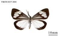 藏品(蘭嶼島的昆蟲相)的圖片